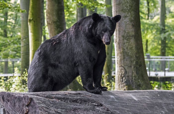 Schwarzbär schießt gefühlvolle Selfie-Serie