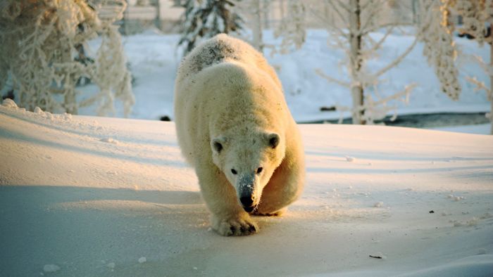Eisbär Wilbär sucht eine neue Heimat