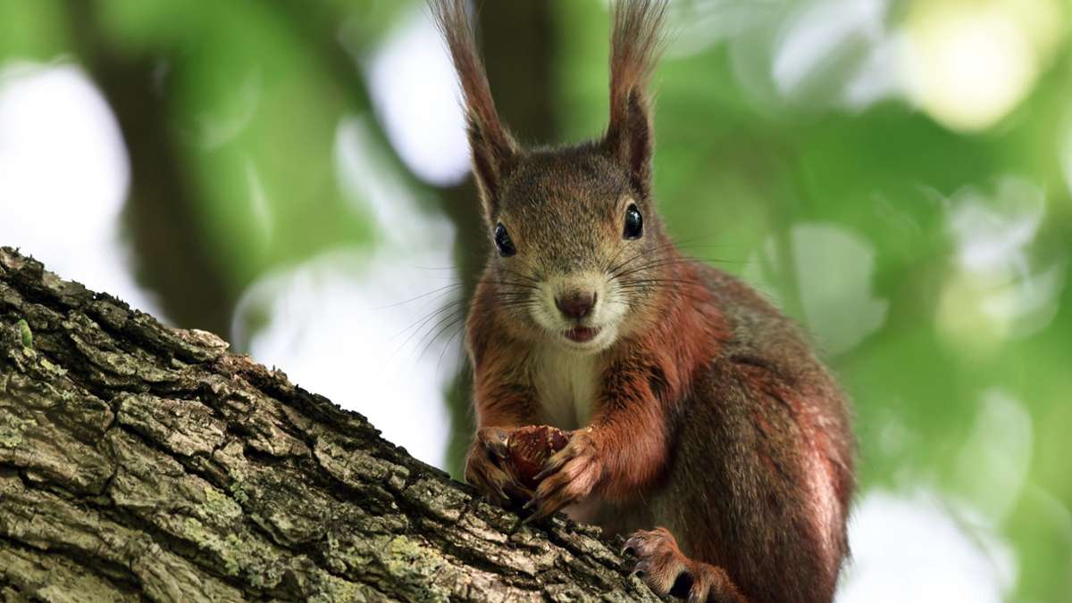 Kurioses aus Möglingen: Aggressives Eichhörnchen terrorisiert Nachbarschaft