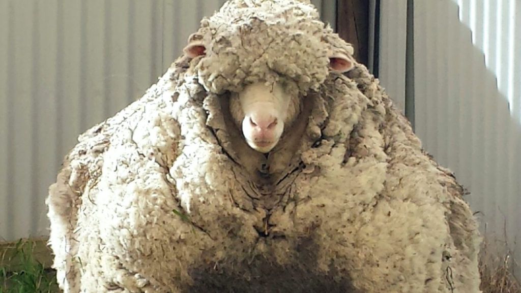 Von 42 Kilogramm Wolle befreit: Haircut bei Merino-Schaf dauert 45 Minuten