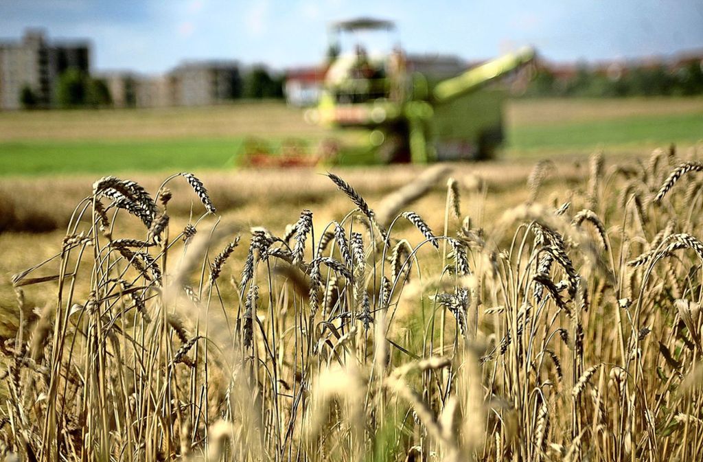 Die Trockenheit bewirkt, dass das Getreide zu viel Eiweiß hat und zu kurze Halme. Foto: Factum-Weise