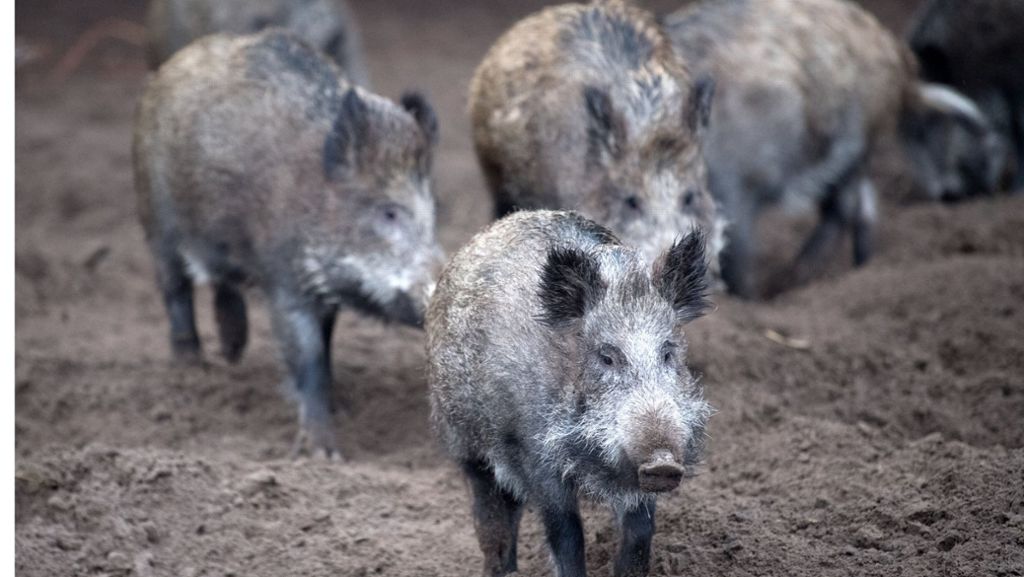 Ehrenrettung: Sieben Gründe, warum Wildschweine doch cool sind