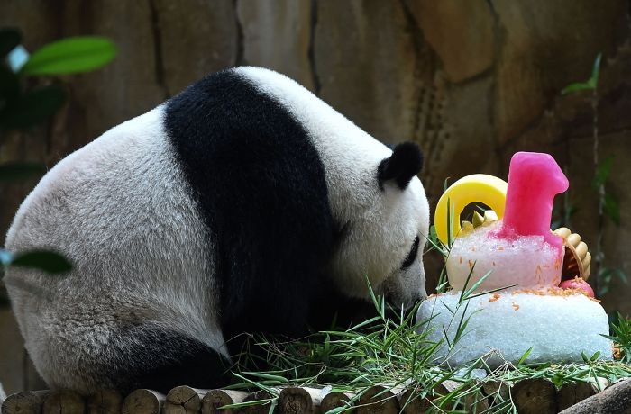 Eine Eistorte für Panda-Dame Liang Liang