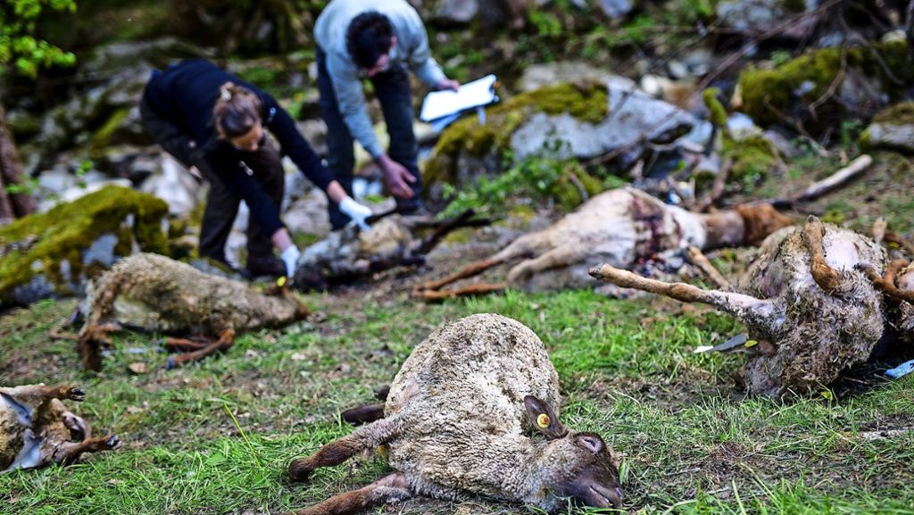 Tote Schafe in Bad Wildbad: Die Attacke bleibt für den Wolf folgenlos