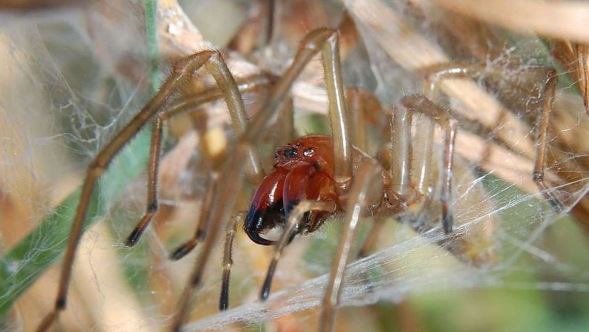 Giftige Spinnen in Deutschland: Vorsicht bei diesen Arten!