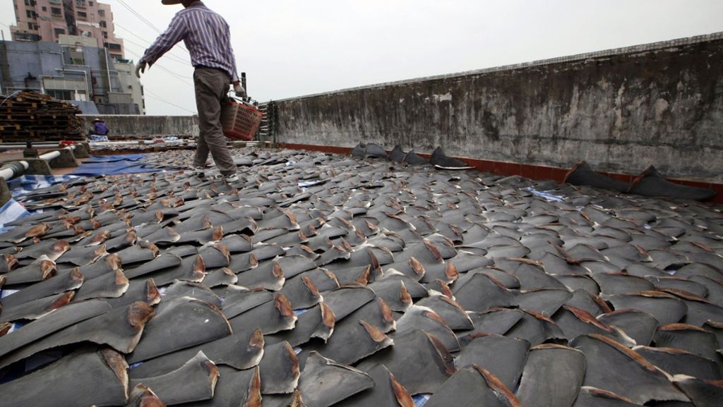 Überfischung von Haien: Das blutige  Geschäft mit Haifischflossen
