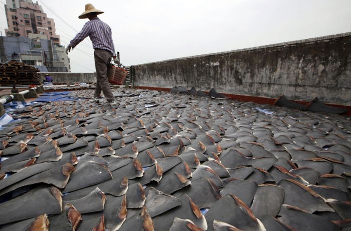Überfischung von Haien: Das blutige  Geschäft mit Haifischflossen