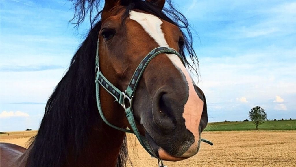 Tierrettung in Plieningen: Paten für geistig behindertes Pferd gesucht