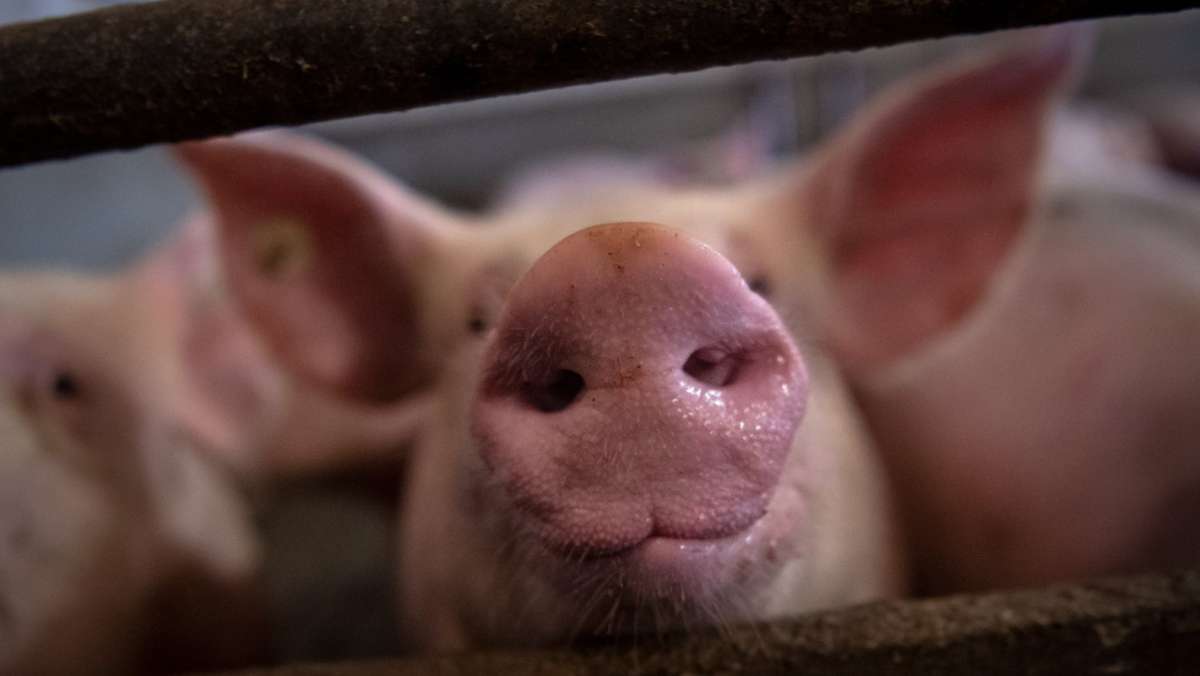 Baden-Württemberg: Schweinebestand  sinkt erneut