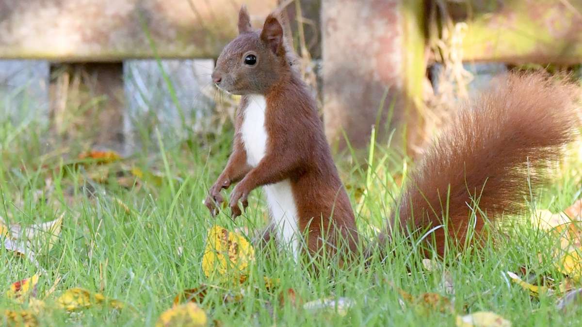 Nach kuriosem Fall im Kreis Ludwigsburg: So helfe ich einem Eichhörnchen in Not