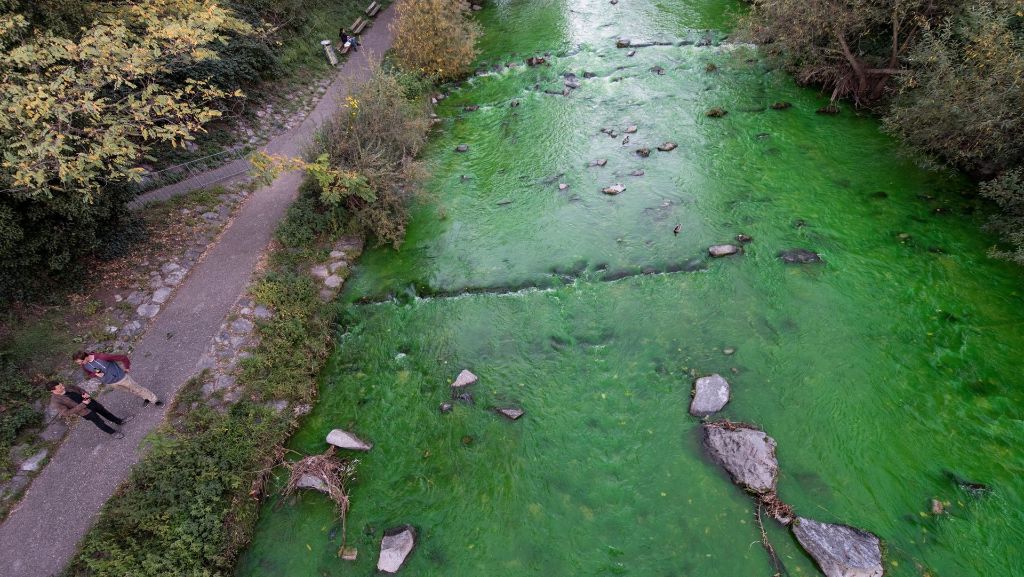 Dreisam in Freiburg: Ursache für giftgrün-gefärbten Fluss gefunden