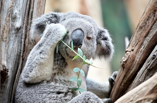 Koalas sind klüger als gedacht
