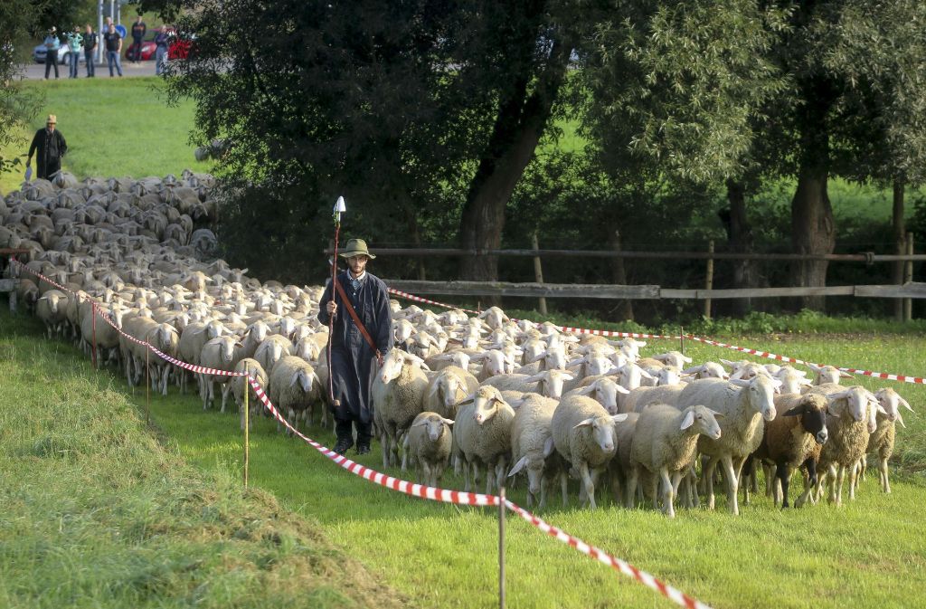 Auch ein Flaschenhals wird geprobt: Hier müssen die Schafe über eine Brücke, die über den Riedbach führt.