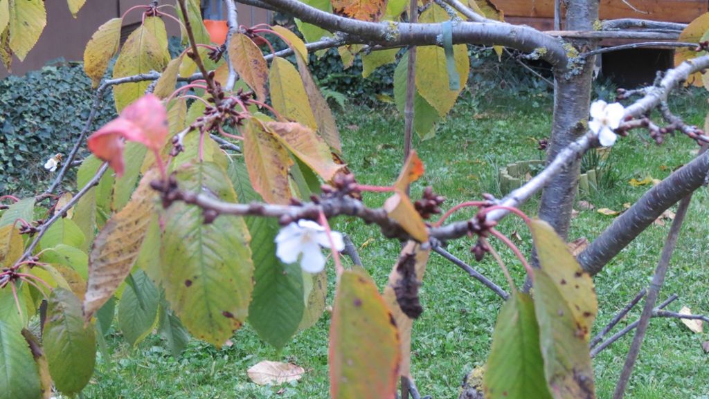 Phänomen der Natur: Warum blühen die Kirschen im Oktober?