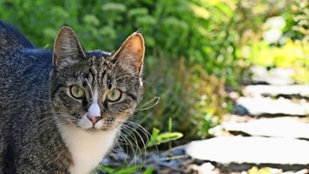 Verschwundene Tiere in Möhringen: Sorge um Katzen