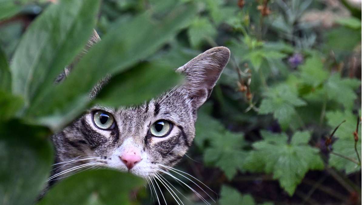 Tierschutz in der Region Leonberg: Mit amtlicher Hilfe gegen das Katzenelend
