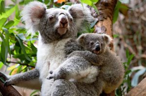 Ein Queensland-Koala aus der Zuchtgruppe in Dreamworld (Australien). Aus dieser Gruppe wird die Wilhelma in Stuttgart diesen Sommer vier Tiere erhalten. Foto:  /picture alliance / Marius Becker/dpa