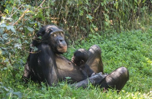 Bonobo-Baby kommt Openair zur Welt