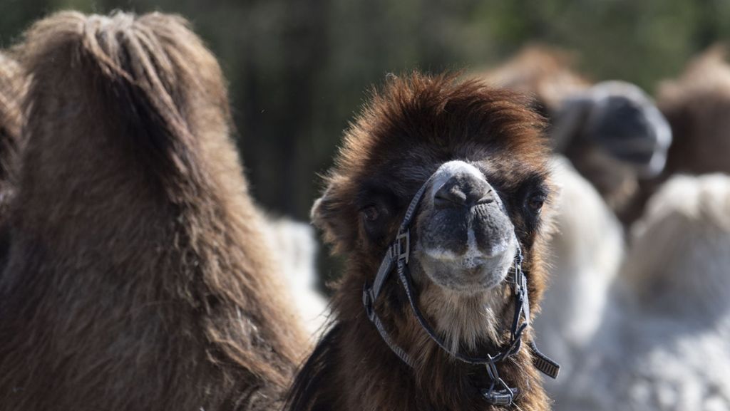 Zoo Mundenhof in der Coronakrise: Video-Konferenz mit Esel, Lama und Co.
