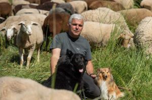 Wie Schafe Streuobstwiesen retten