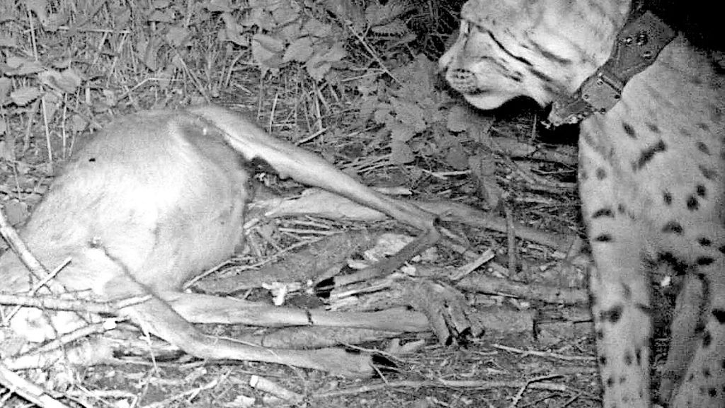 Rückkehr von Wolf und Luchs: Schon 25 Wölfe sind illegal erschossen worden