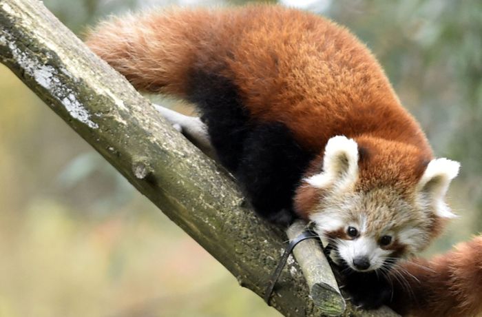 Seltener Roter Panda aus Gehege ausgebüxt