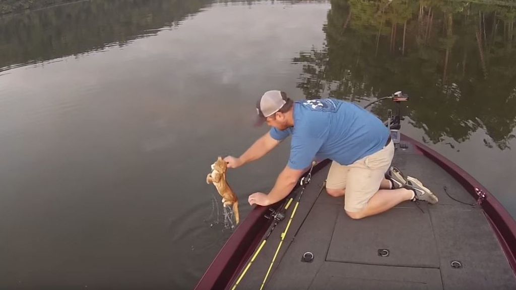 US-Bundesstaat Alabama: Mann fischt Katzen-Babys aus einem Fluss