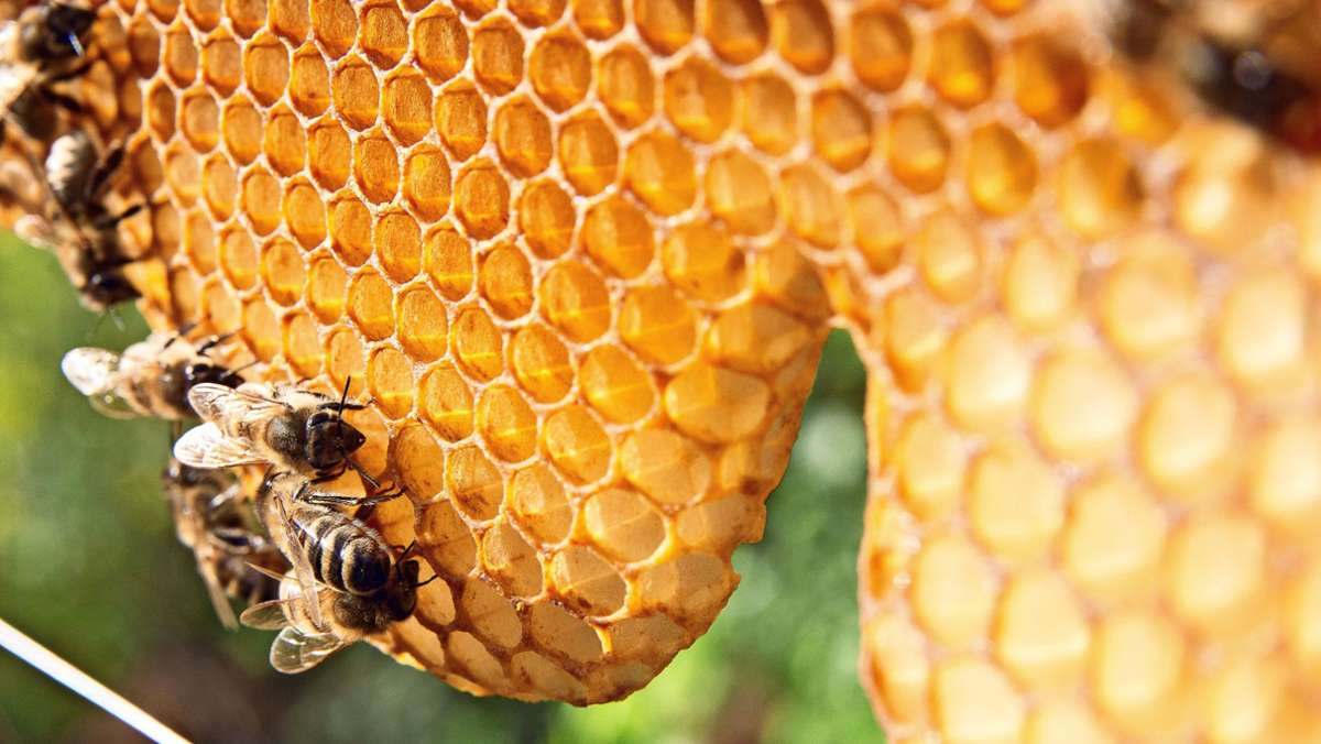Artenvielfalt in Baden-Württemberg: Ein weiterer Schritt zur Rettung der Bienen