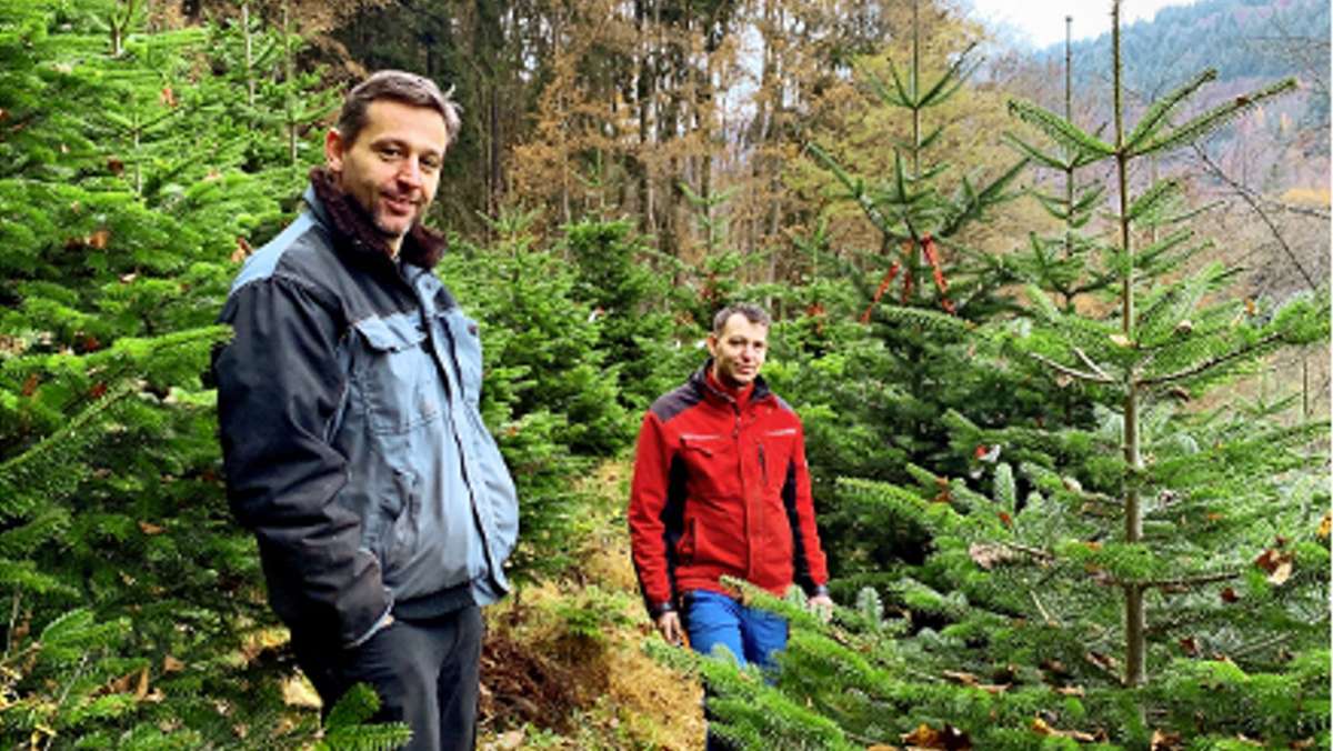  Baumarkt, Verkaufsstand in der Nachbarschaft – Viele Wege führen zum perfekten Weihnachtsbaum. Im Nordschwarzwald unterhalten zwei Brüder eine ganz besondere Christbaummanufaktur. 
