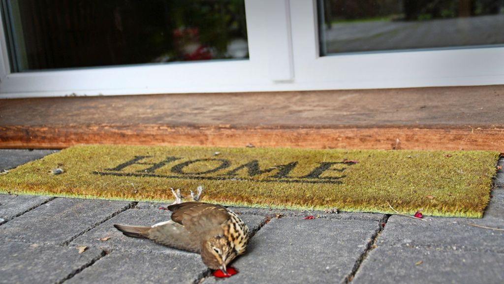 Naturschutz in Baden-Württemberg: Vögel sterben in Massen an Glasscheiben