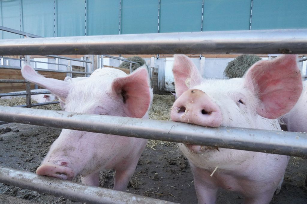 Der Riehle-Hof mit aktuell rund 120 Schweinen wurde ausgewählt, weil die Tiere hier nicht nur im Stall, sondern auch draußen leben.
