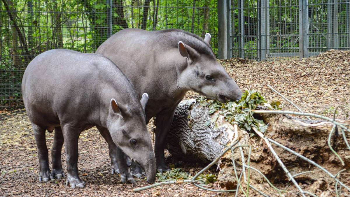 Zoo in Stuttgart: Tapire und Servale sind in der Wilhelma eingezogen