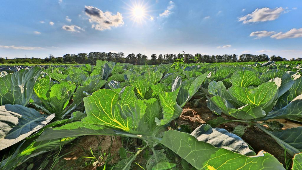 Klimawandel und Landwirtschaft: „Es wird verstärkte Dürreperioden geben“