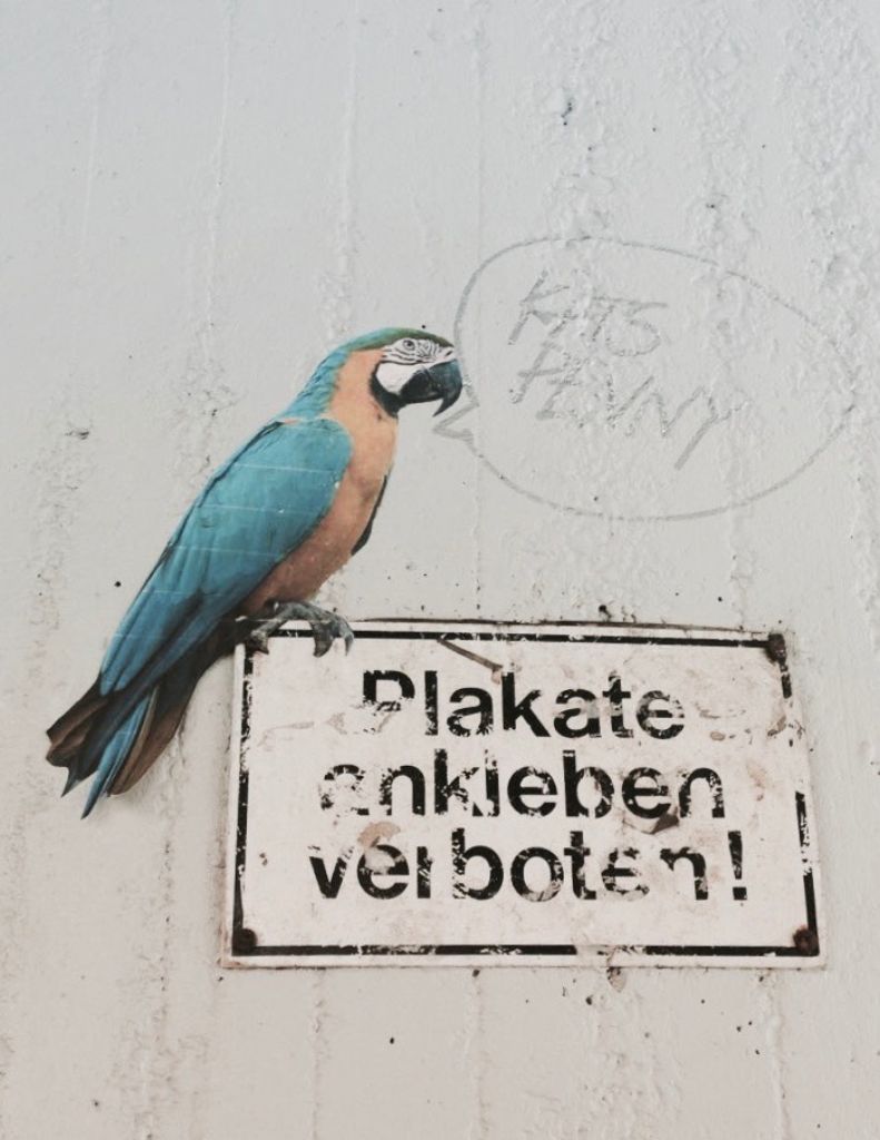 An der Tübinger Straße bewies ein Künstler Humor. Plakate ankleben verboten, aber gegen Papageien hat doch niemand was, oder?