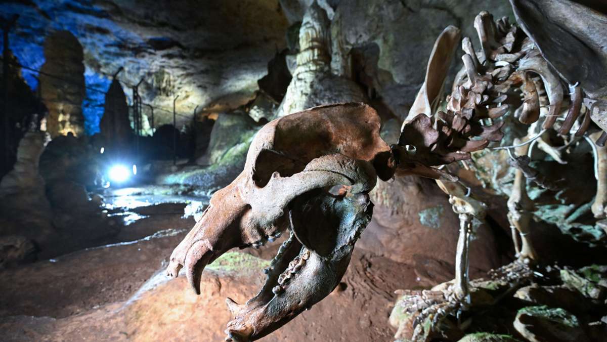 Ein Skelett als Touristenmagnet: Bärenhöhle auf der Schwäbischen Alb hat ihren Bären zurück