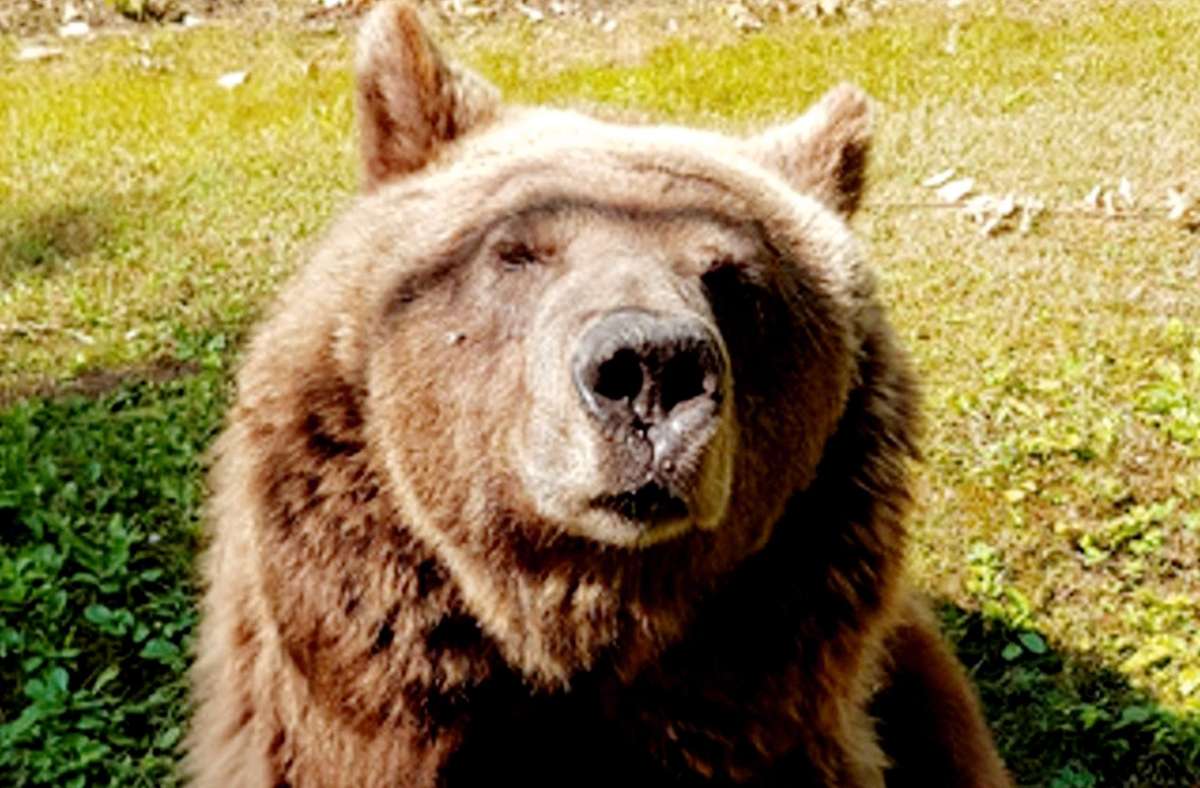 Seitdem Braunbärin Susi im November eingeschläfert wurde, ist das  alte Bärengehege im Tiergarten leer Foto: © Tiergarten Ulm/Katrin Walch