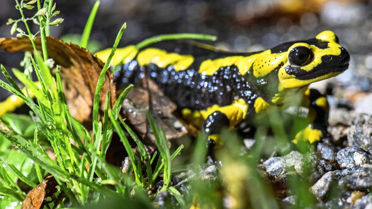 Strudelbachtal bei Weissach: Salamander begeben sich in Lebensgefahr