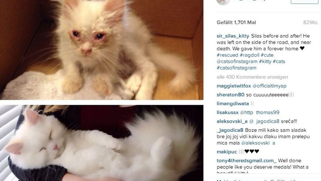 Findelkind auf Instagram: Katze mausert sich zu Flauschkugel