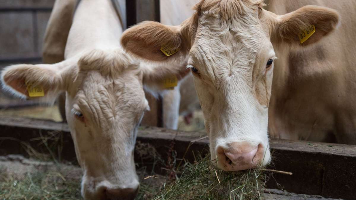Landwirtschaft auf den Fildern: Sorge um das Futter für die Kühe
