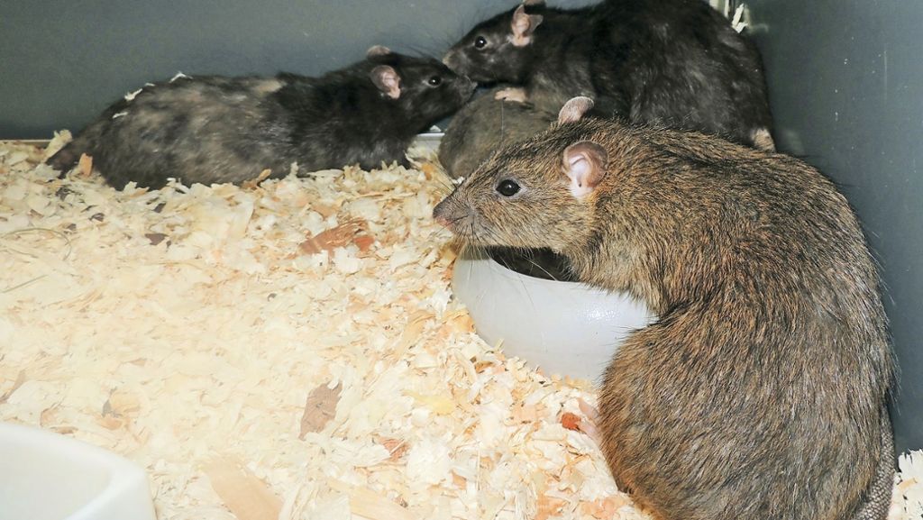 Rattenalarm in Stuttgart: Mit mehr als 100 Nagern unter einem Dach gehaust