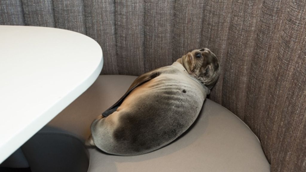 Luxusrestaurant in San Diego: Hungriges Seelöwenbaby verirrt sich