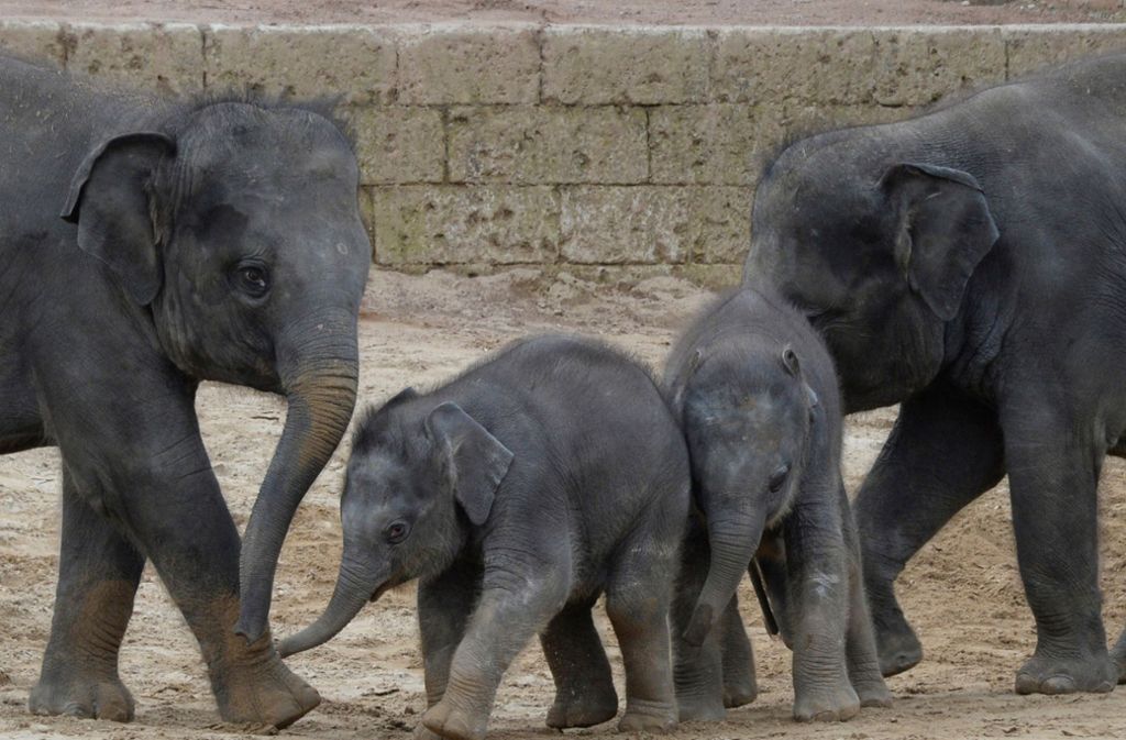 Die kleinen Elefanten haben das Gehege und ihre Verwandtschaft schon im Griff. Anfang des Jahres kamen die drei innerhalb weniger Wochen zur Welt. Foto: dpa