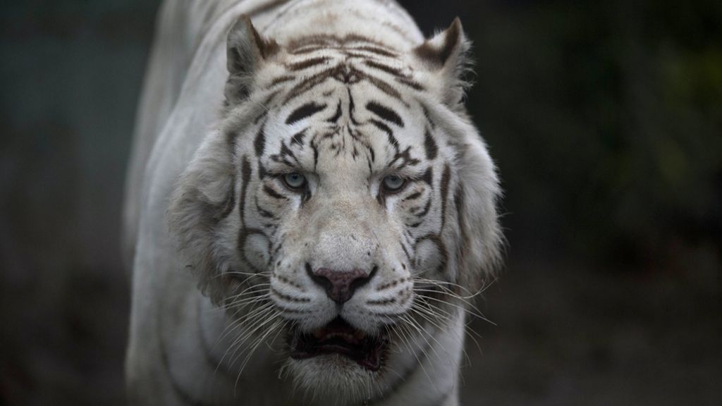 China: Tiger zerfleischt Frau