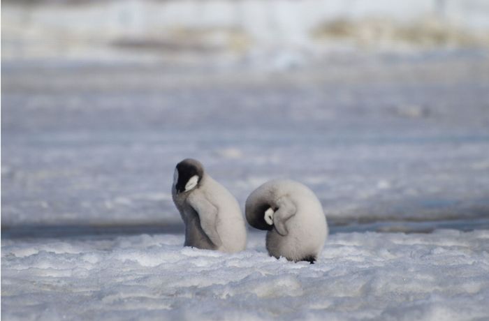 Kaiserpinguine in der Antarktis: Forscher entdecken neue Kolonie – an ihren Kotspuren