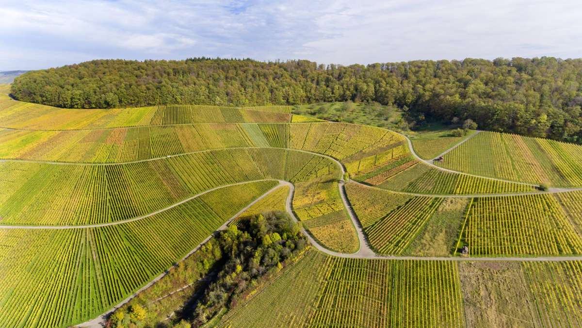 Energie in Baden-Württemberg: Braucht es Photovoltaik-Anlagen auf brachliegenden Weinbergen?