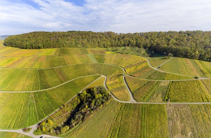 Energie in Baden-Württemberg: Braucht es Photovoltaik-Anlagen auf brachliegenden Weinbergen?
