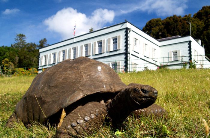 Älteste Schildkröte der Welt feiert Geburtstag