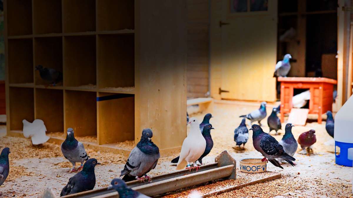 Verein kümmert sich um verletzte Vögel: Rettung für kranke Tauben