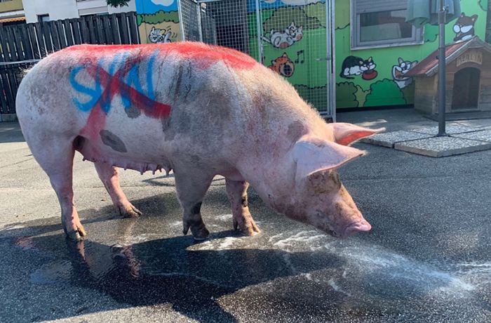 Schwein mit Fußballparolen beschmiert und gequält