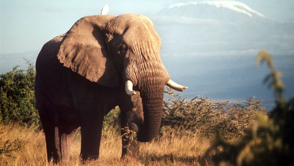 Tansania: Elefanten trampeln zwei Menschen zu Tode